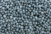 Harvested-Acai-berries
