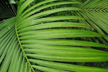 Leaves-of-Acai-berry-plant