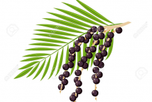 Plant-Illustration-of-Acai-berry