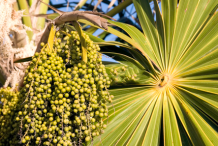 Unripe-acai-berries