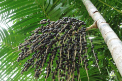 Acai-berry-on-the-tree