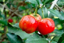 Acerola-cherry-fruit