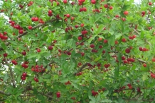 Acerola-cherry-in-the-plant