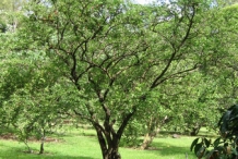 Acerola-cherry-tree