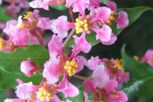 Close-up-flower-of-Acerola-cherry