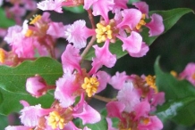 Close-up-flower-of-Acerola-cherry