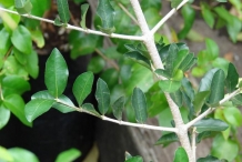 Leaves-of-Acerola-cherry