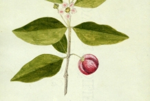 Plant-illustration-of-Acerola-cherry