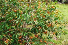 Achacha-tree