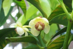 Flowers-of-Achacha-plant
