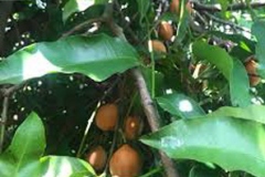 Leaves-of-Achacha-plant