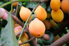 Mature-Achacha-fruits-on-the-tree