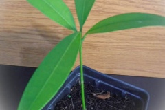 Small-Achacha-plant