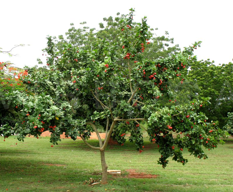 Ackee-tree