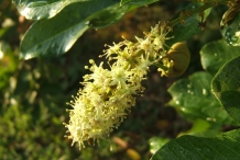 Ackee-close-up-flower