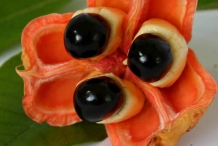 Ackee-fruit-ripened