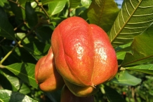 Ackee-fruit-unripened