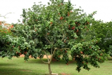 Ackee-tree