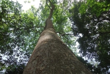 Ackee-trunk