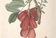 Illustration-of-Ackee