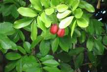 Leaves-of-Ackee-plant