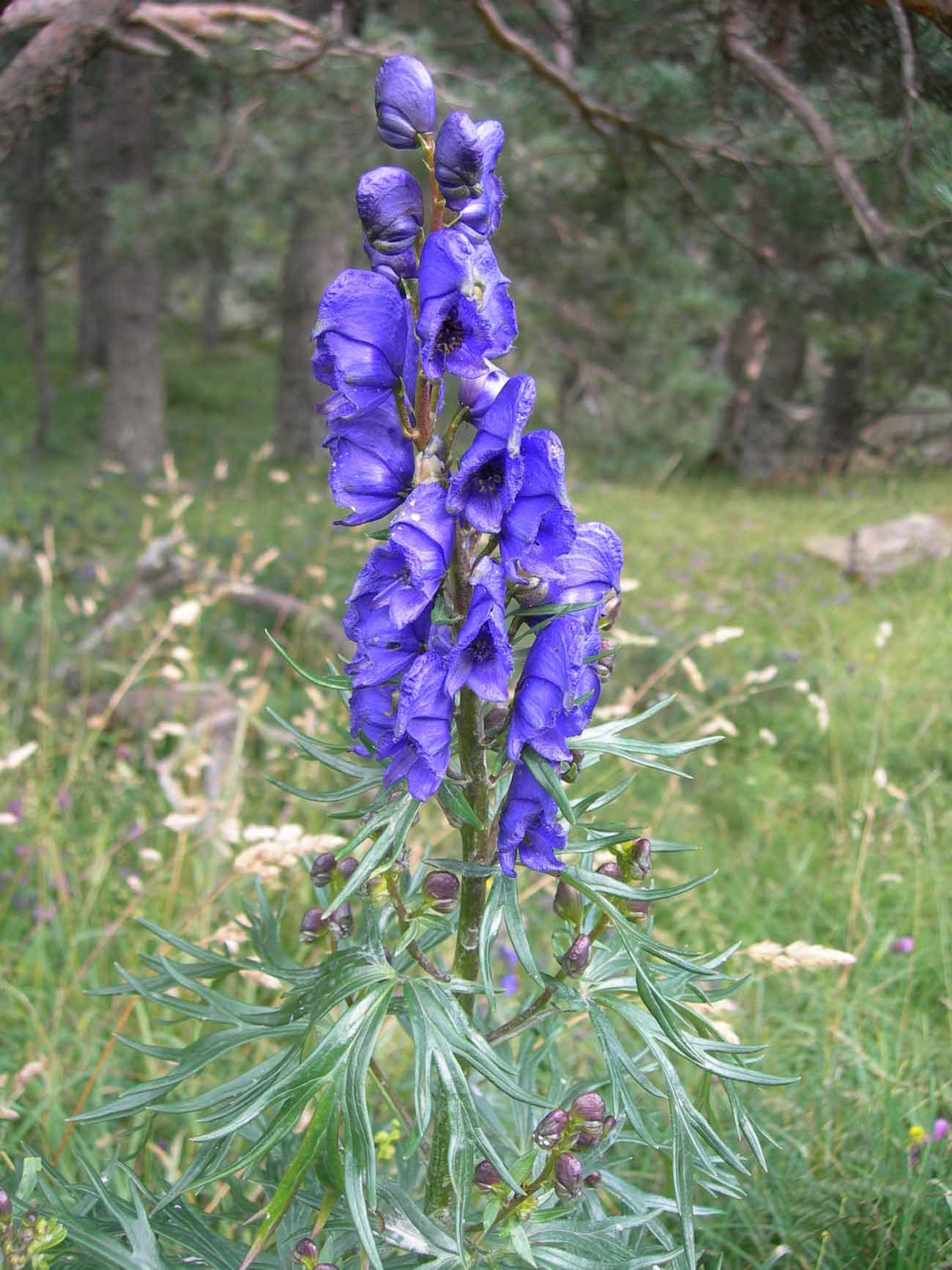 Aconite Facts And Health Benefits