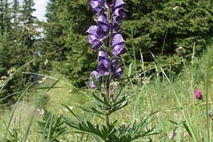 Aconite-Plant-growing-wild