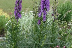 Aconite-plant