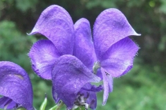 Closer-view-of-flower-of-Aconite