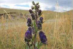 Flowering-buds-of-Aconite