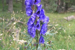 Flowers-of-Aconite