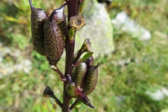 Fruits-of-Aconite