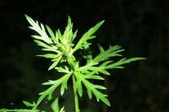 Leaves-of-Aconite