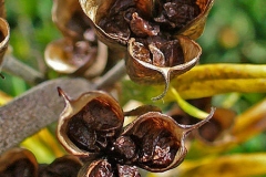 Mature-fruits-of-Aconite