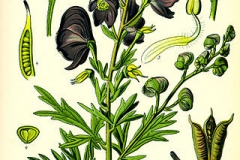 Plant-Illustration-of-Aconite