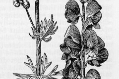 Sketch-of-Aconite