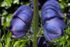 Stem-of-Aconite