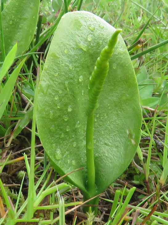 Adder’s tongue fern facts and health benefits