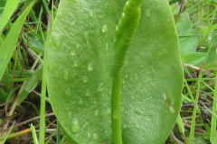 Adder’s-tongue-fern-Plant