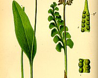 Plant-Illustration-of-Adder’s-tongue-fern