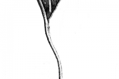 Sketch-of-Adder’s-tongue-fern