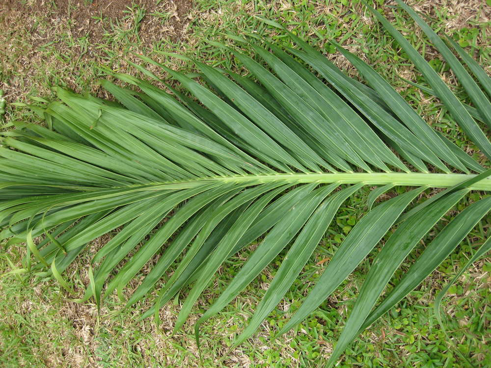 Adonidia-Palm-leaves