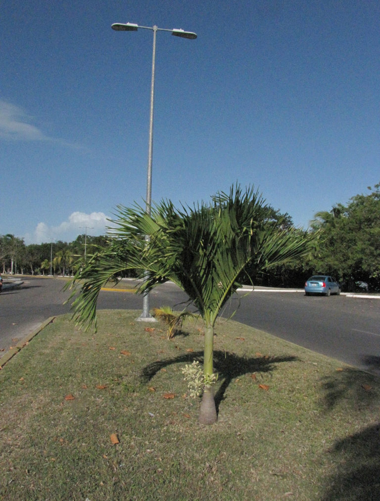 Adonidia-Palm-tree