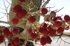 Adonidia-Palm-fruits