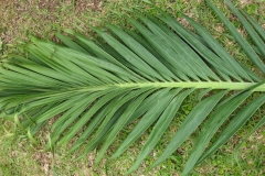 Adonidia-Palm-leaves