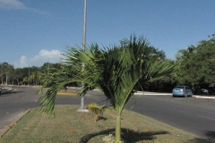 Adonidia-Palm-tree