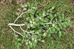 Adonidia-Palm-unripe-fruits