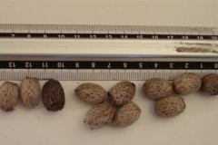 Adonidia-palm-seeds