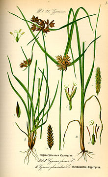 Illustration-of-Adrue-plant