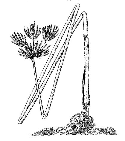 Sketch-of-Adrue-plant